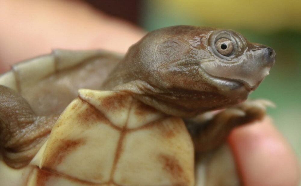 Espécie de tartaruga considerada extinta até 2002 pode ser salva