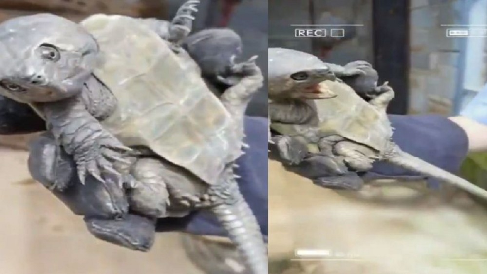 Rara tartaruga com ‘cauda de crocodilo’ e ‘bico de águia’ é descoberta viva na China; assista ao vídeo