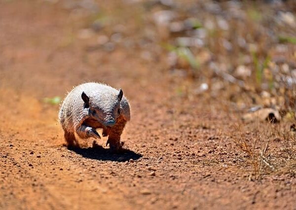 Avanço da agropecuária reduz biodiversidade no Cerrado e na Amazônia, aponta estudo