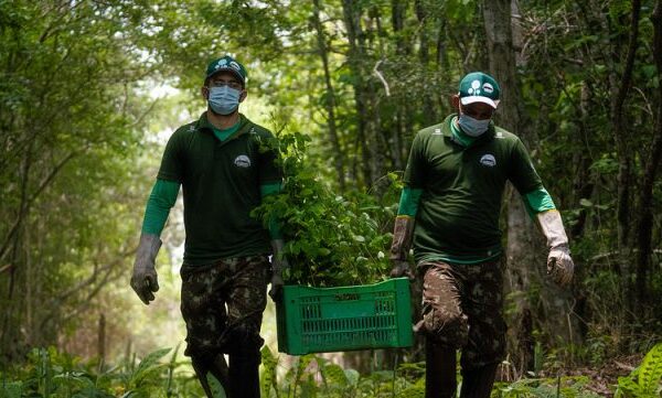 Projeto planta 5.000 mudas na Reserva Natural Serra das Almas