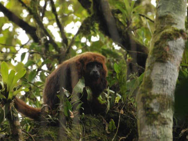 Desmatamento ameaça dispersão de sementes na Mata Atlântica