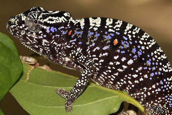 Camaleão desaparecido há mais de 100 anos é redescoberto em Madagascar