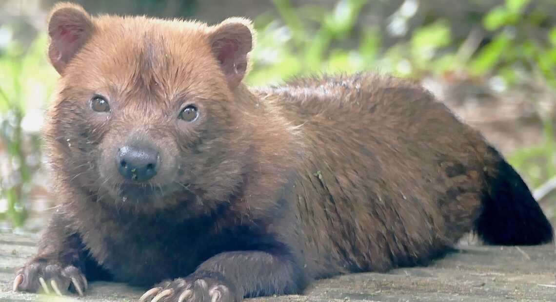 Cachorro-vinagre é visto pela primeira vez em reserva de Goiás