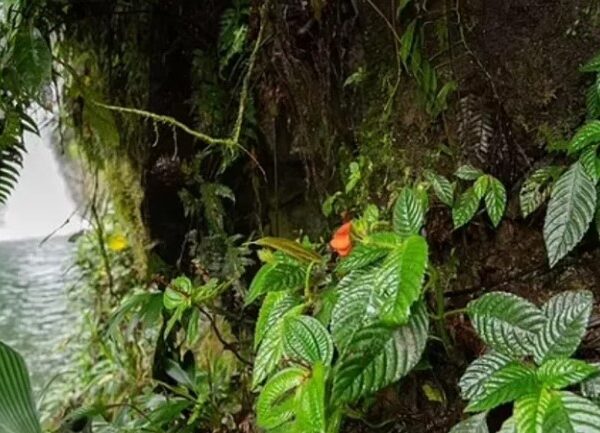 Flor silvestre considerada extinta é redescoberta nos Andes após quatro décadas