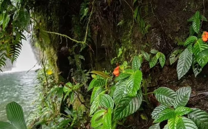 Flor silvestre considerada extinta é redescoberta nos Andes após quatro décadas