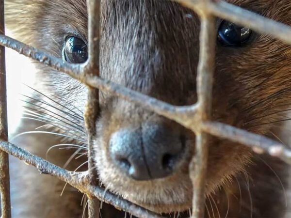 EUA: Conselho de Washington apresenta projeto de lei para proibir a venda de produtos de peles