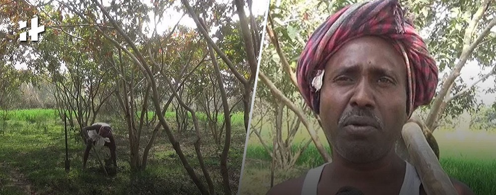 Indiano transforma terra árida em pomar com mais de 10 mil árvores