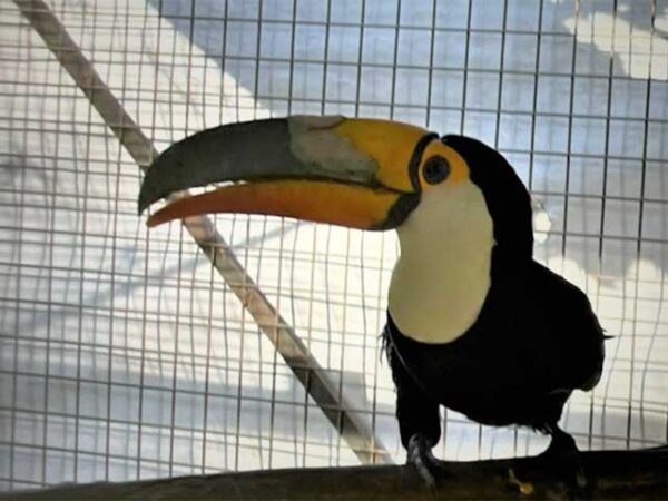 Tucano ganha prótese de bico em 3D, no Mato Grosso do Sul; veja fotos