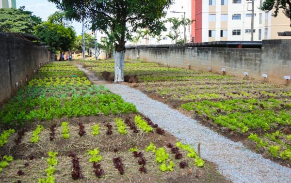 Osasco vai construir 100 hortas urbanas pela cidade