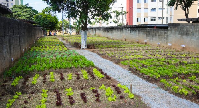 Osasco vai construir 100 hortas urbanas pela cidade