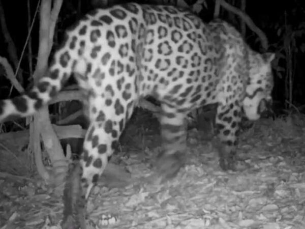 Onça é flagrada por câmera após dois anos sem ser vista no Parque Nacional do Iguaçu: ‘sobreviveu à fase mais difícil’, diz bióloga