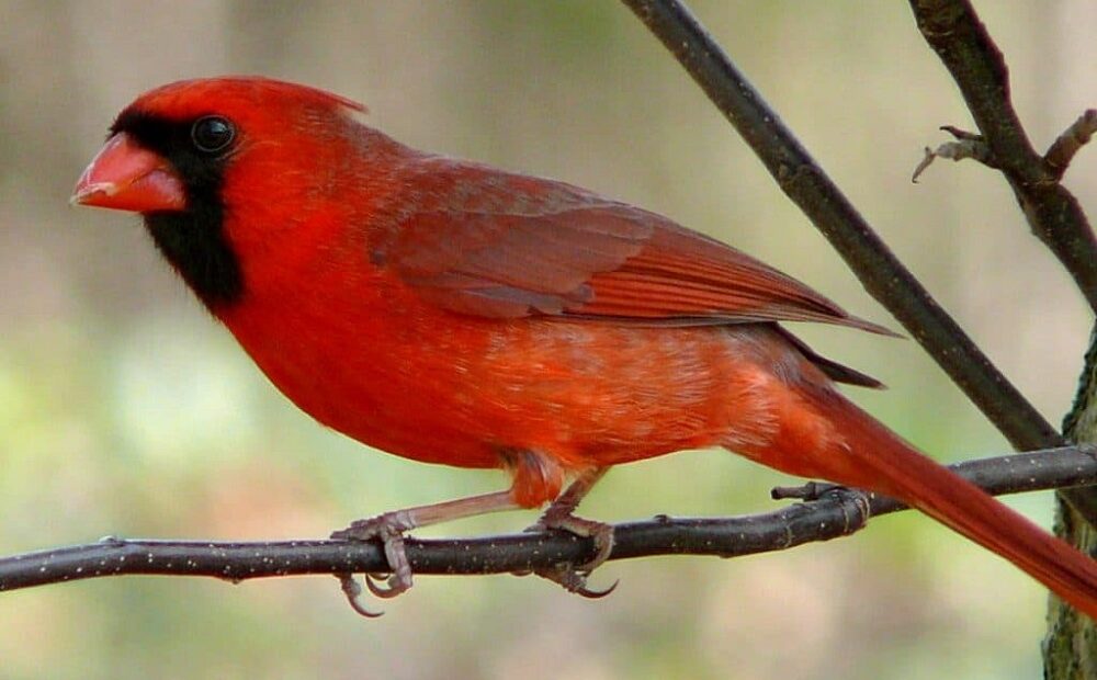 Pássaros estão botando ovos mais cedo por causa do aquecimento global