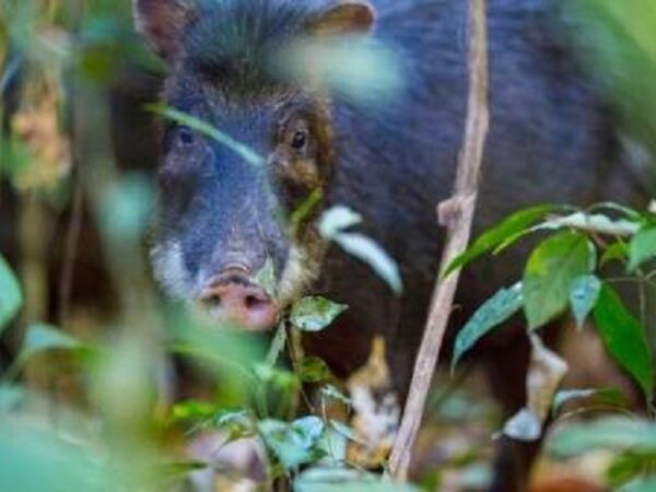 Grandes mamíferos tornam solo da floresta mais fértil