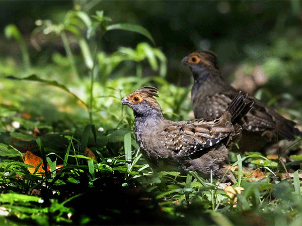 Uru-do-Nordeste, espécie ameaçada, pode ser salva da extinção