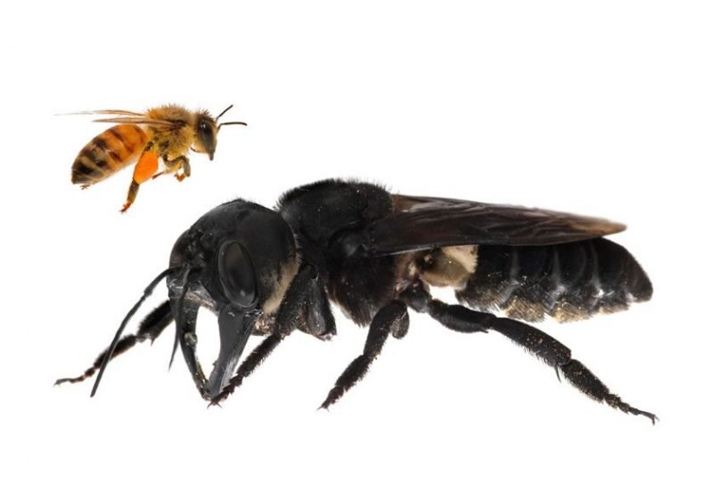 Maior abelha do mundo, considerada extinta, aparece na Indonésia
