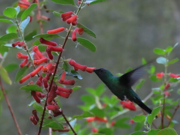 Novo gênero de planta é descoberto em afloramento rochoso da Mata Atlântica