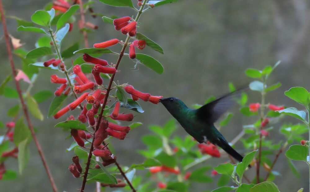 Novo gênero de planta é descoberto em afloramento rochoso da Mata Atlântica