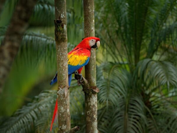 Como a Costa Rica brecou desmatamento e fez suas florestas crescerem novamente