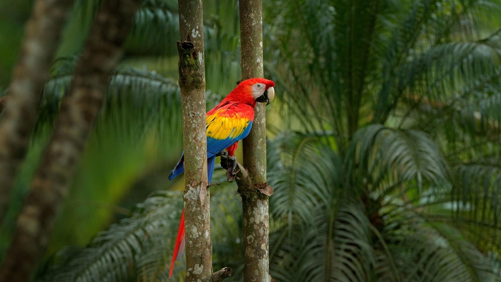 Como a Costa Rica brecou desmatamento e fez suas florestas crescerem novamente