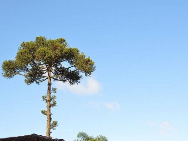 Professor cria técnica para salvar araucárias da extinção