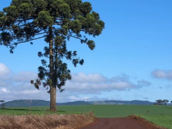 Araucária deve ser extinta em 2070, diz estudo