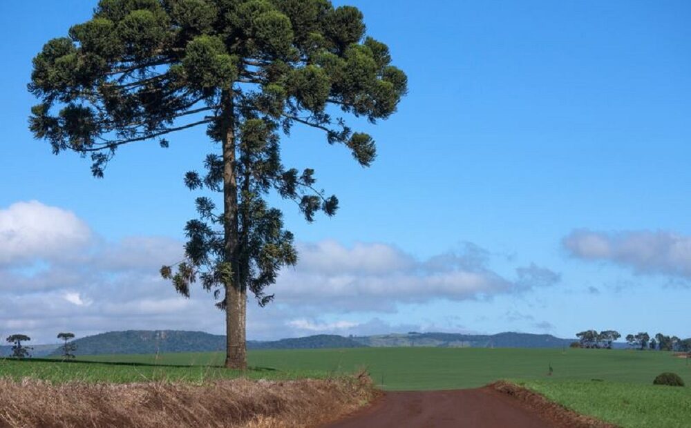 Araucária deve ser extinta em 2070, diz estudo