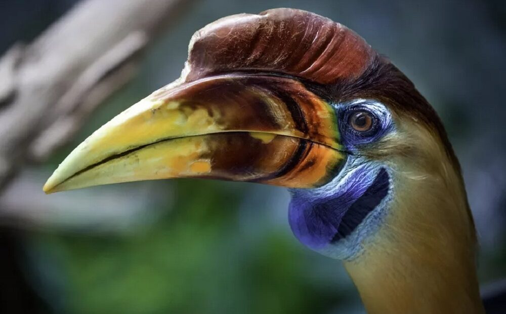 Aves que vivem perto da Linha do Equador são mais coloridas, diz estudo