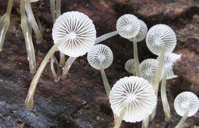 Ilha polinésia preserva verdadeiro tesouro da biodiversidade fúngica