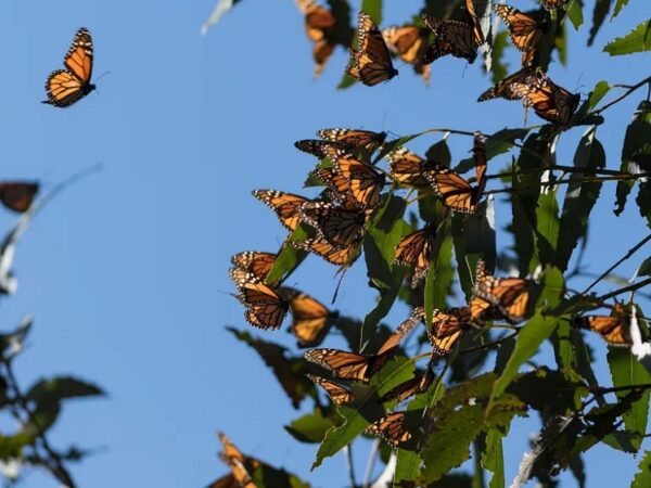 Apesar do declínio surpreendente, borboleta-monarca não é listada como ameaçada de extinção