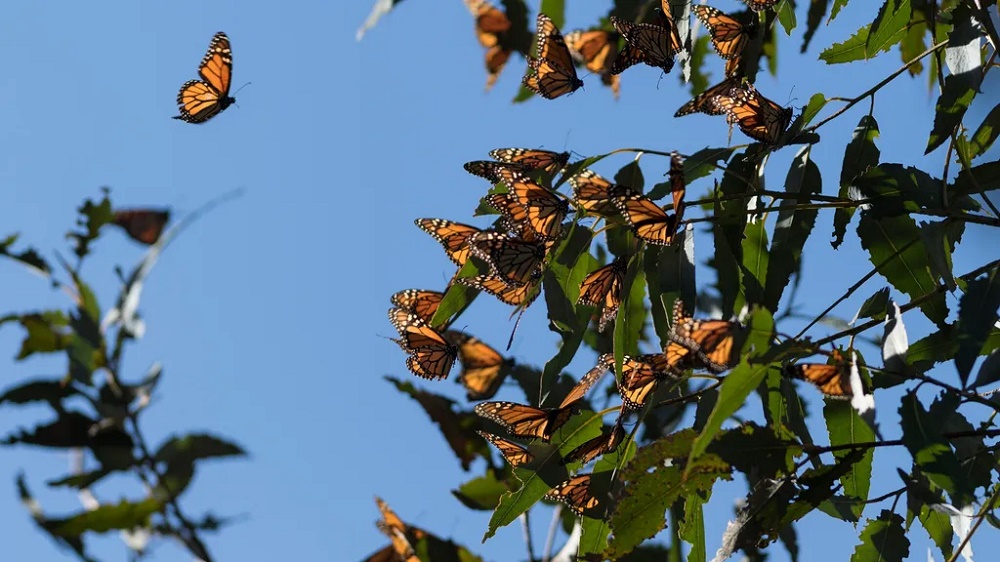 Apesar do declínio surpreendente, borboleta-monarca não é listada como ameaçada de extinção