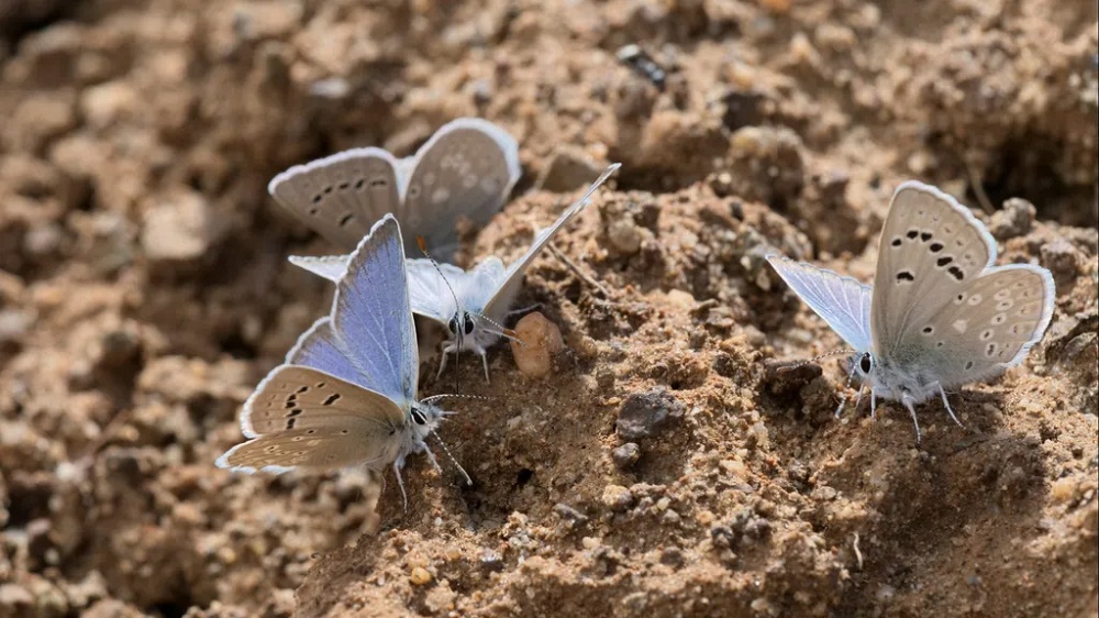 450 espécies de borboletas estão em rápido declínio devido a temperaturas mais altas
