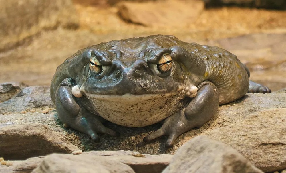 Busca por substância psicodélica considerada “molécula de Deus” ameaça sapo usado para sua extração