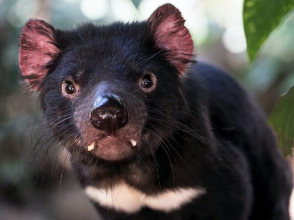 Diabos-da-Tasmânia voltam ao território australiano após três mil anos