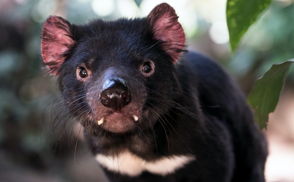 Diabos-da-Tasmânia voltam ao território australiano após três mil anos