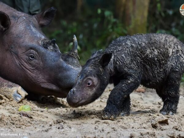 Ameaçado de extinção, filhote de rinoceronte-de-sumatra nasce na Indonésia