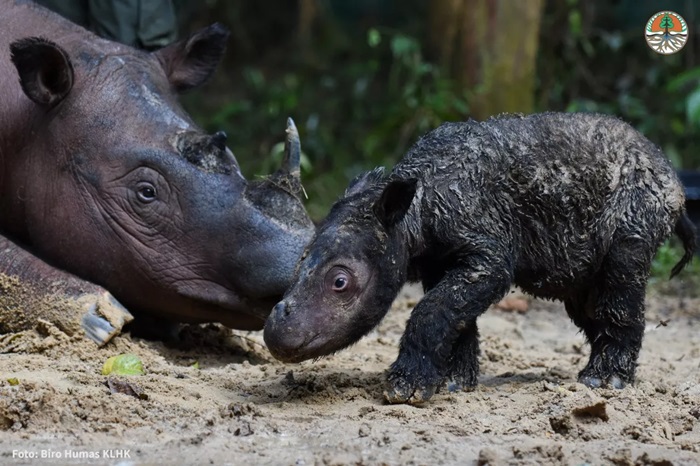 Ameaçado de extinção, filhote de rinoceronte-de-sumatra nasce na Indonésia