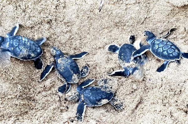 Temporada de nascimento de tartarugas marinhas tem início em Fernando de Noronha