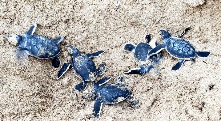 Temporada de nascimento de tartarugas marinhas tem início em Fernando de Noronha