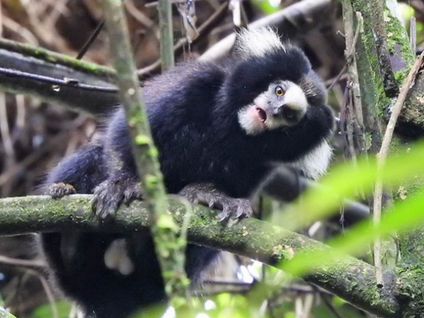 Primata em ameaça é registrado no Parque das Neblinas