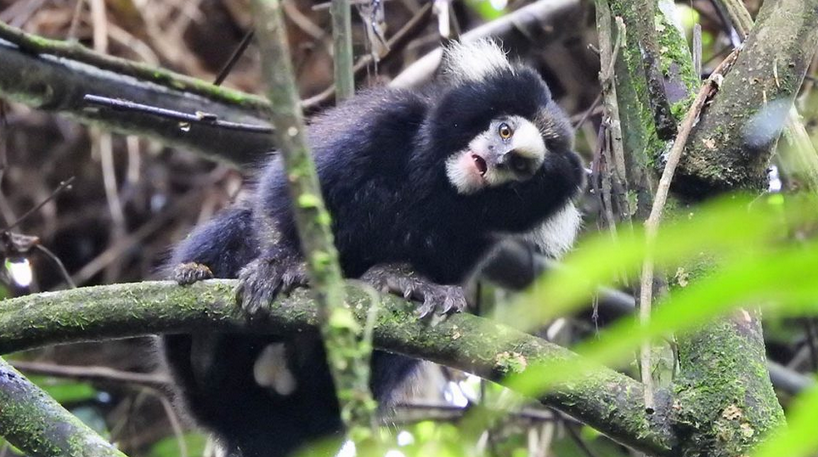 Primata em ameaça é registrado no Parque das Neblinas