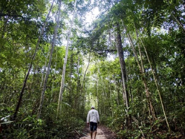 Florestas tropicais esfriam planeta em mais de 1°C, indica simulação, e são armas contra aquecimento global