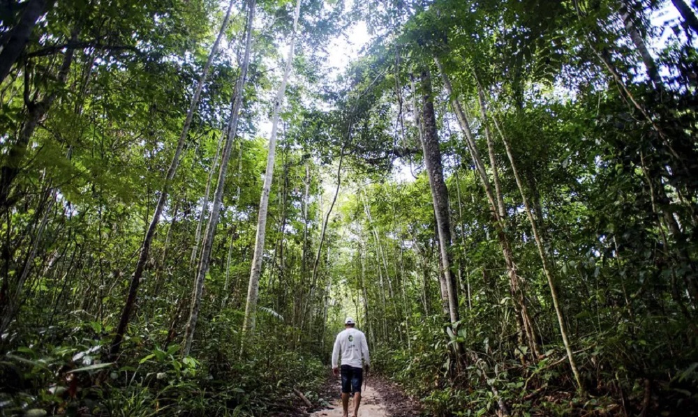 Florestas tropicais esfriam planeta em mais de 1°C, indica simulação, e são armas contra aquecimento global