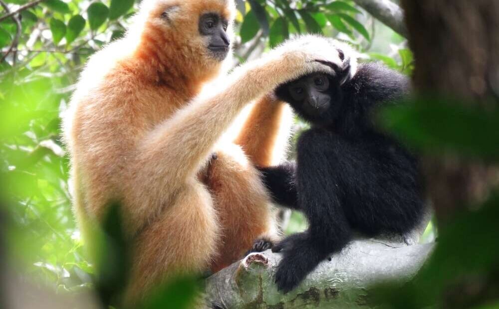 Macaco mais raro do mundo pode ser salvo graças a “pontes” de cordas