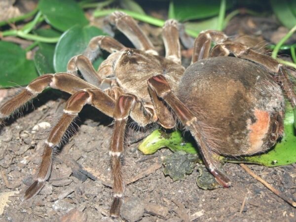 Golias Birdeater, a maior aranha do mundo