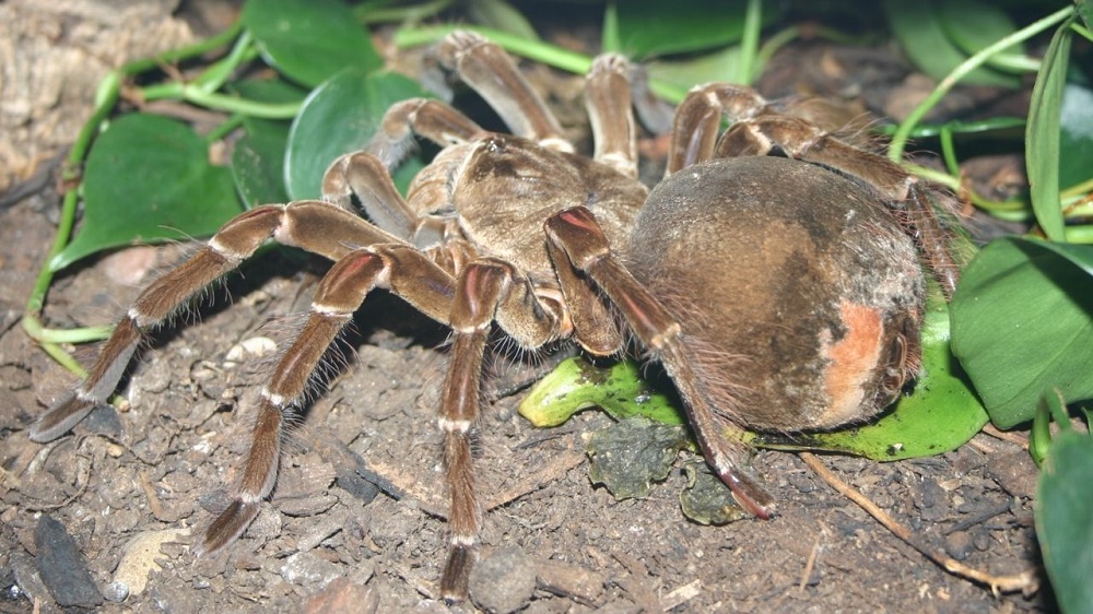 Golias Birdeater, a maior aranha do mundo