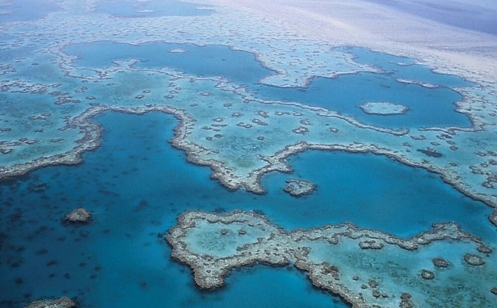 Grande Barreira de Corais da Austrália diminuiu 50% desde os anos 1990