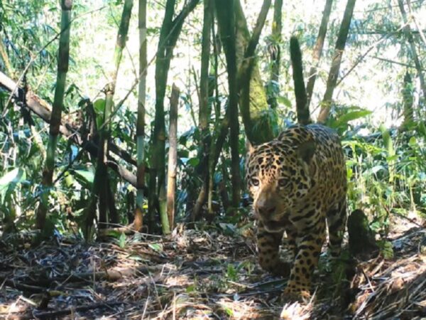 Grandes mamíferos da Mata Atlântica ganham projeto de monitoramento