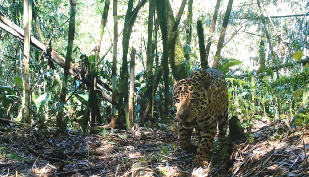 Grandes mamíferos da Mata Atlântica ganham projeto de monitoramento