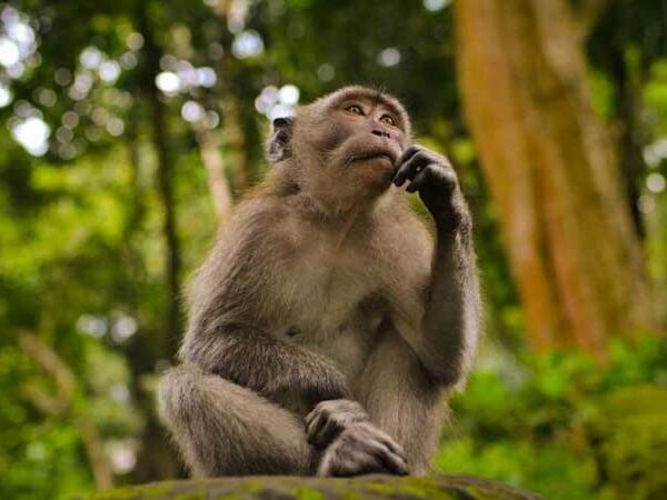 Equador é o 1º país a reconhecer os direitos de animais selvagens