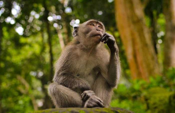 Equador é o 1º país a reconhecer os direitos de animais selvagens